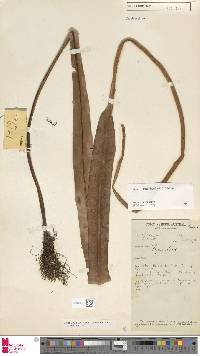 Lepisorus validinervis var. longissima image