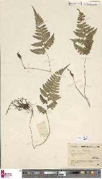 Athyrium wardii image