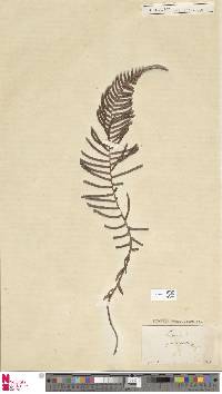 Blechnum punctulatum image