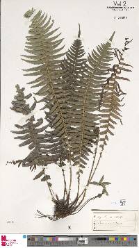 Blechnum punctulatum image