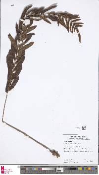 Telmatoblechnum serrulatum image