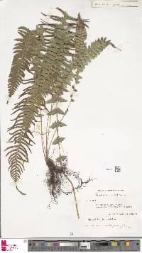Image of Blechnum auriculatum