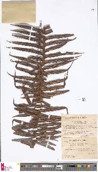 Lomaridium contiguum image