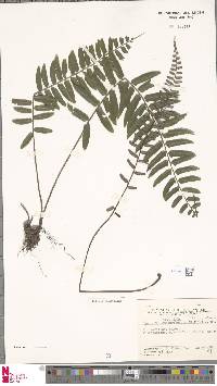 Bolbitis rhizophylla image