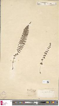 Blechnum australe image