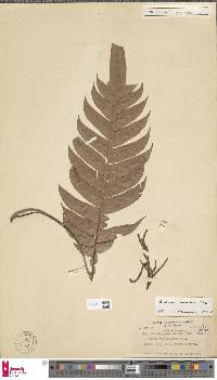 Austroblechnum keysseri image