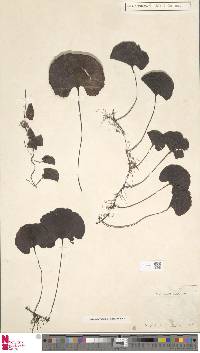 Hymenophyllum nephrophyllum image