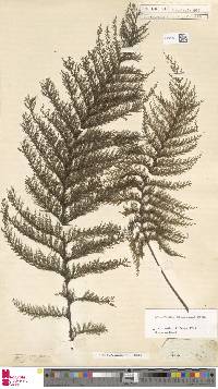 Callistopteris apiifolia image