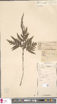 Sceptridium daucifolium image