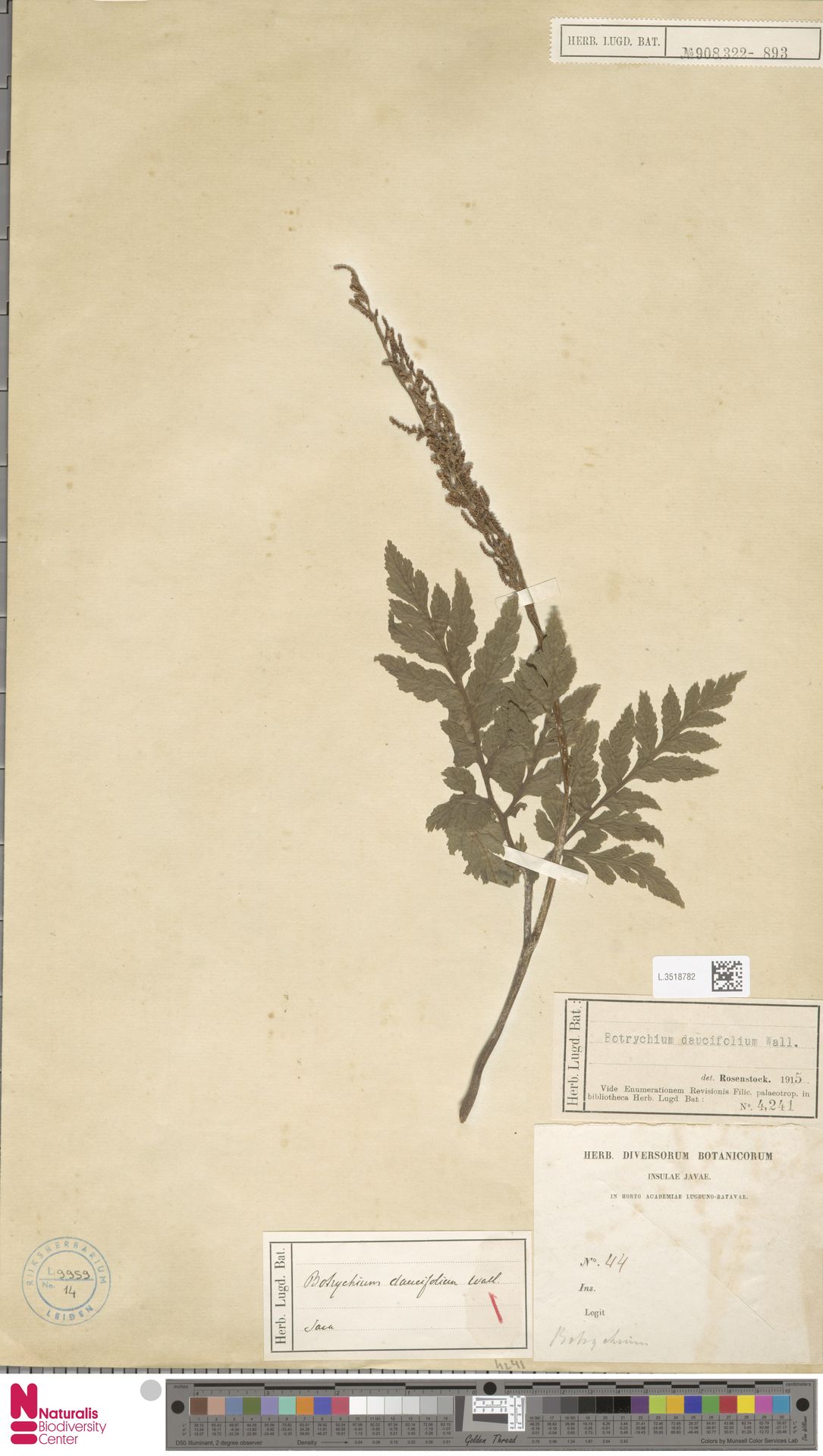 Sceptridium daucifolium image