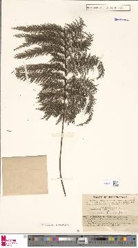 Callistopteris apiifolia image