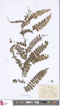 Vandenboschia auriculata image