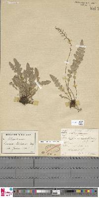 Austroblechnum leyboldtianum image