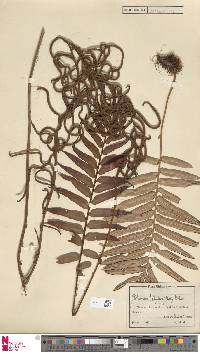 Lomariocycas tabularis image