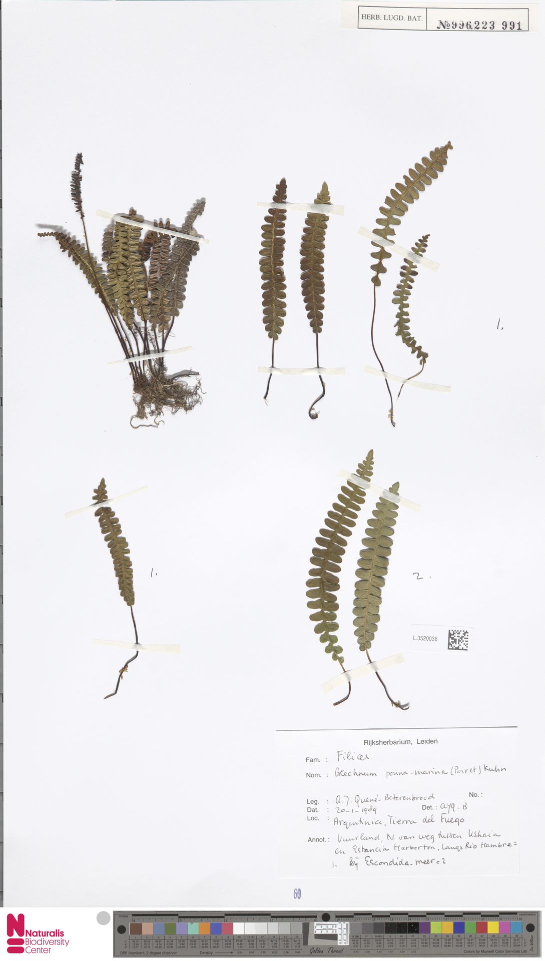 Austroblechnum image