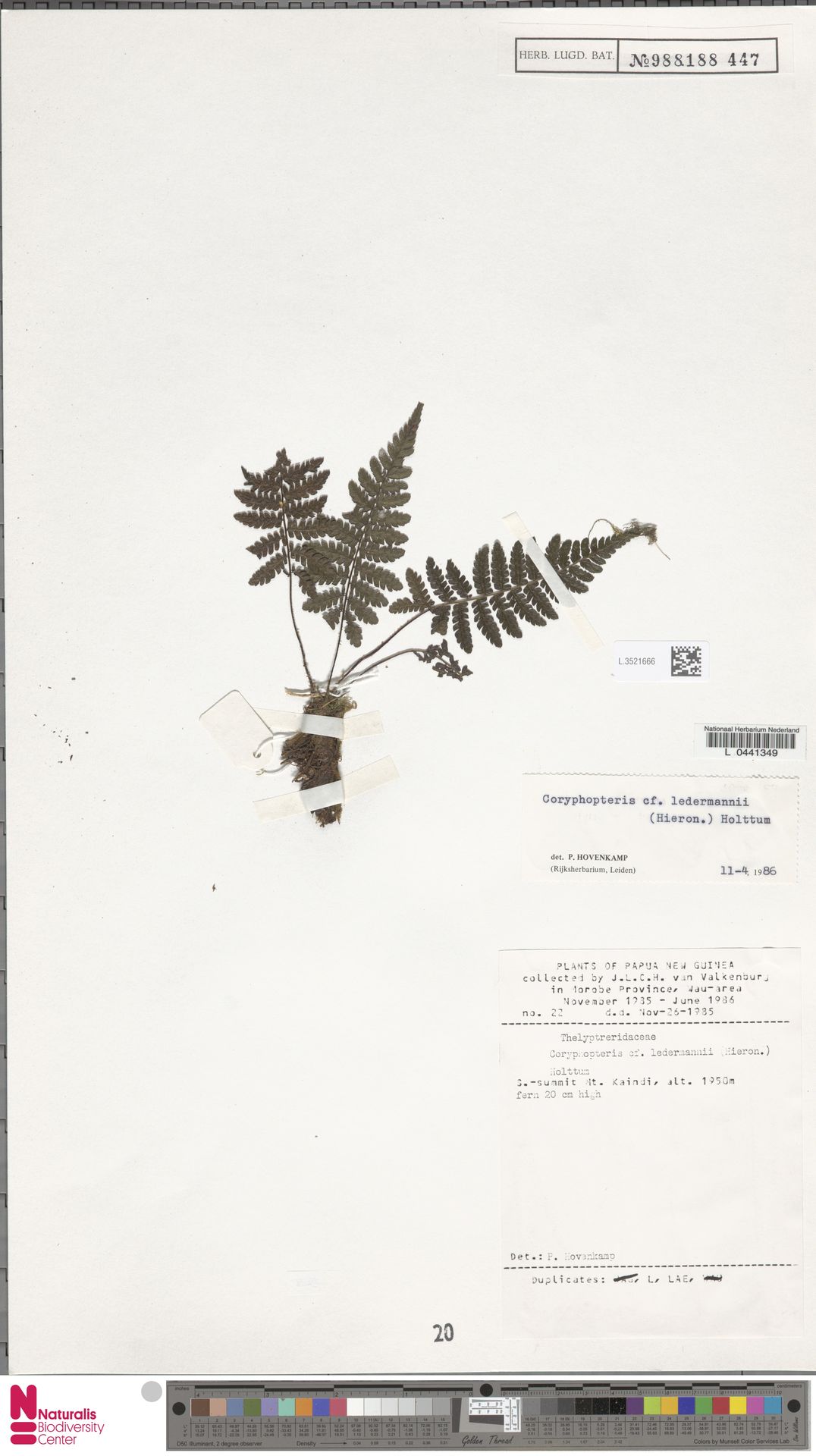 Coryphopteris ledermannii image