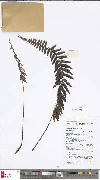 Coryphopteris hubrechtensis image