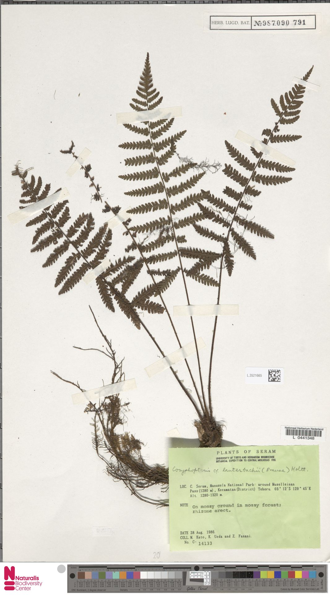Coryphopteris lauterbachii image