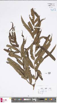 Image of Coniogramme undulata