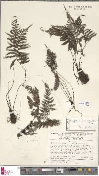 Coryphopteris gymnopoda image