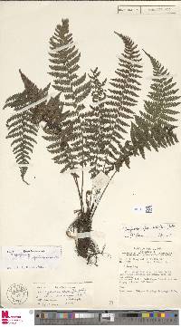 Coryphopteris fasciculata image