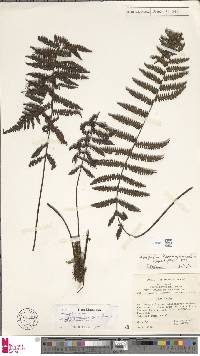 Image of Coryphopteris kolombangarae