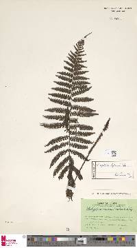 Image of Coryphopteris atjehensis