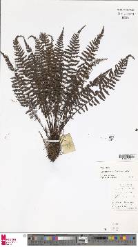 Coryphopteris fasciculata image