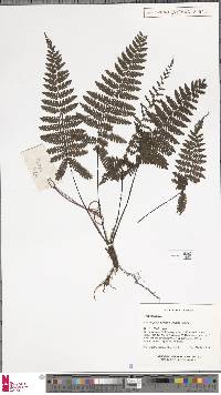 Coryphopteris diaphana image