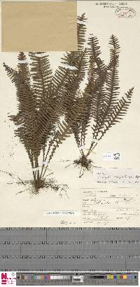 Prosaptia obliquata image