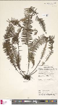 Prosaptia obliquata image