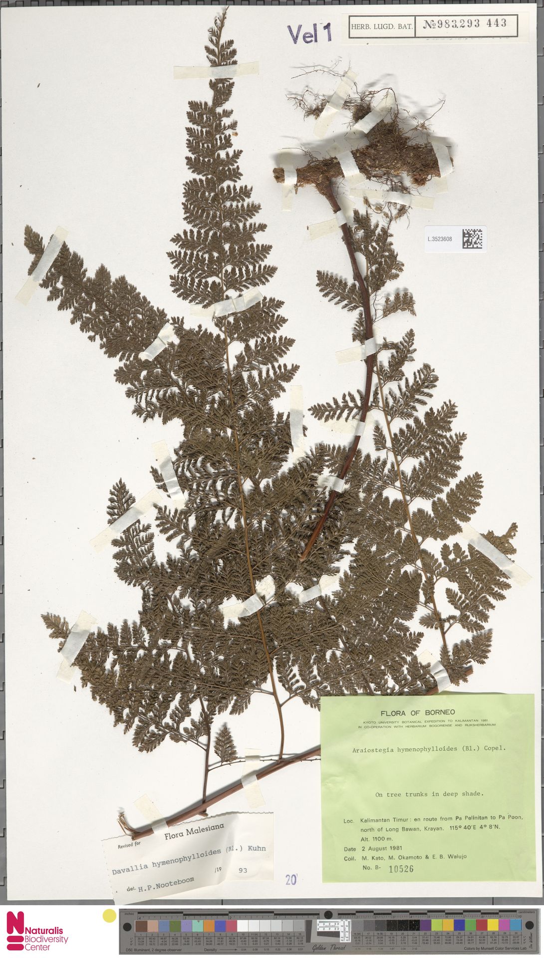 Davallia hymenophylloides image