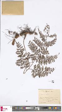 Image of Lindsaea meifolia