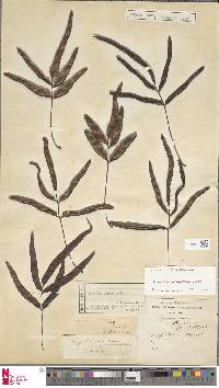 Davallia pentaphylla image