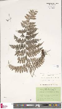 Davallia hymenophylloides image