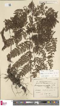 Davallia hymenophylloides image