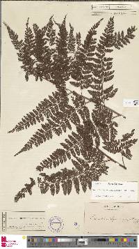 Davallia hymenophylloides image