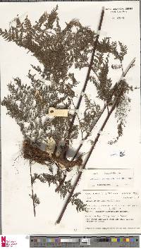 Davallia hymenophylloides image