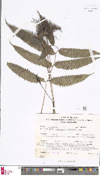 Anisocampium cumingianum image