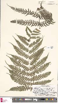 Athyrium macraei image