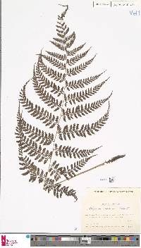 Athyrium iseanum image