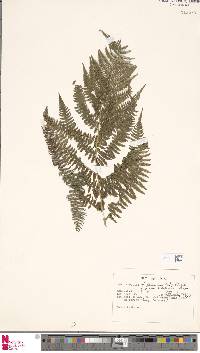 Athyrium filix-femina subsp. sitchense image