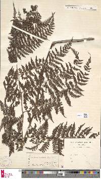 Athyrium nitidulum image