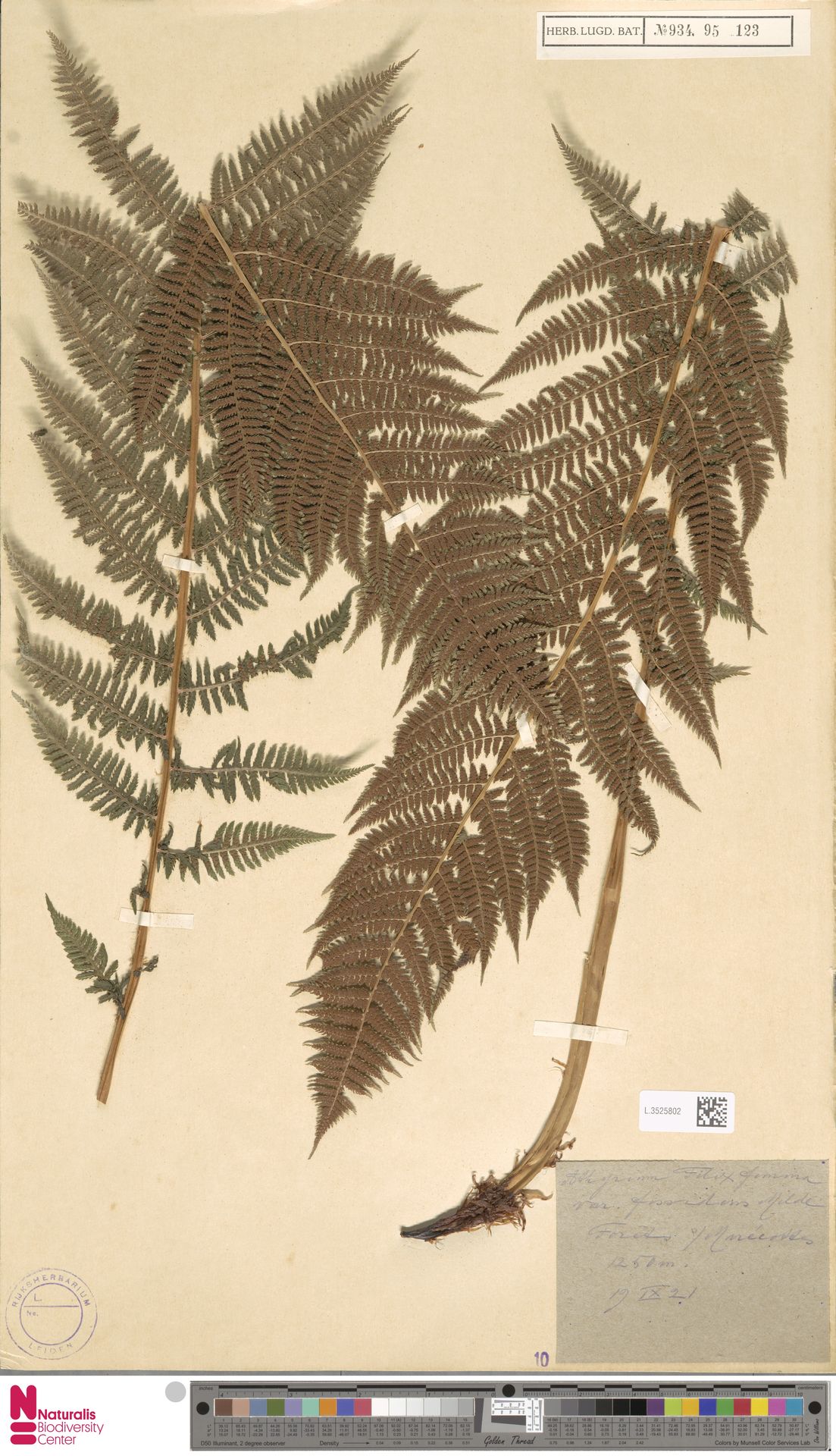 Athyrium delicatulum image