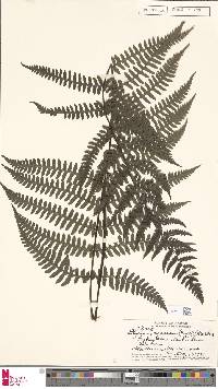 Athyrium macraei image