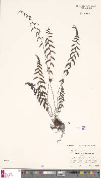 Athyrium oppositipennum var. pubescens image