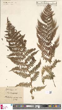 Athyrium distentifolium image