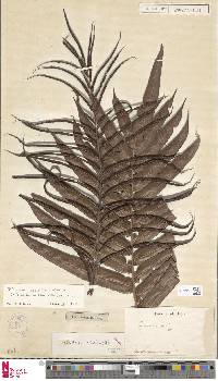 Image of Lomaridium binervatum