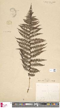 Athyrium distentifolium image