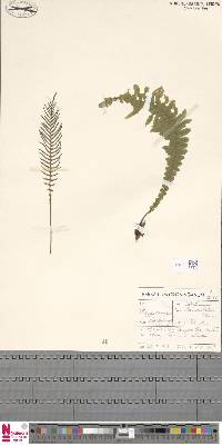 Blechnum lanceola image